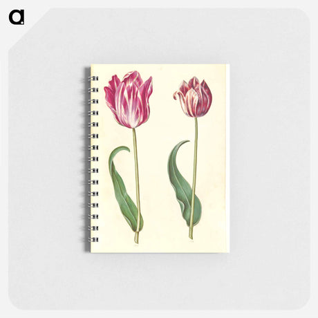 アートメモ帳-Tulipa Gesneriana
 - マリア ジビーラ メーリアン Memo.