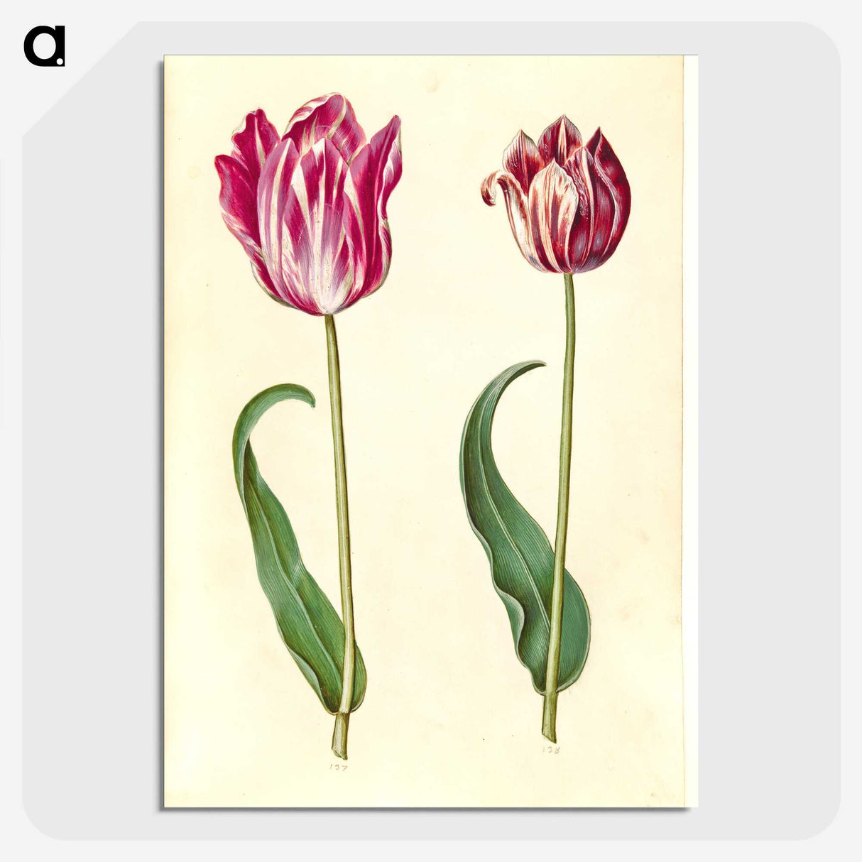 3-3_Maria-Sibylla-Merian_picture-crop