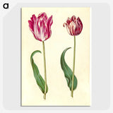 3-3_Maria-Sibylla-Merian_picture-crop