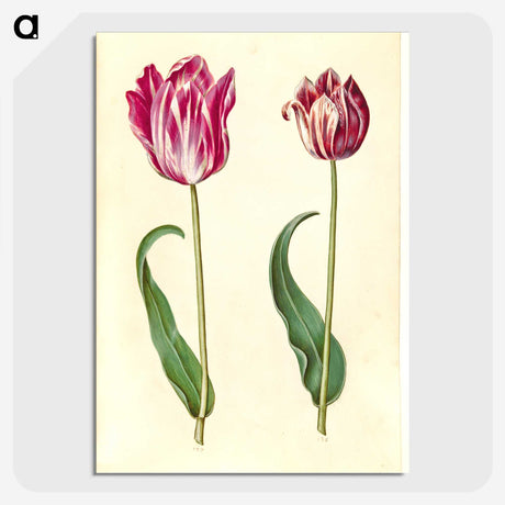 3-3_Maria-Sibylla-Merian_picture-crop