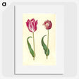 3-3_Maria-Sibylla-Merian_picture