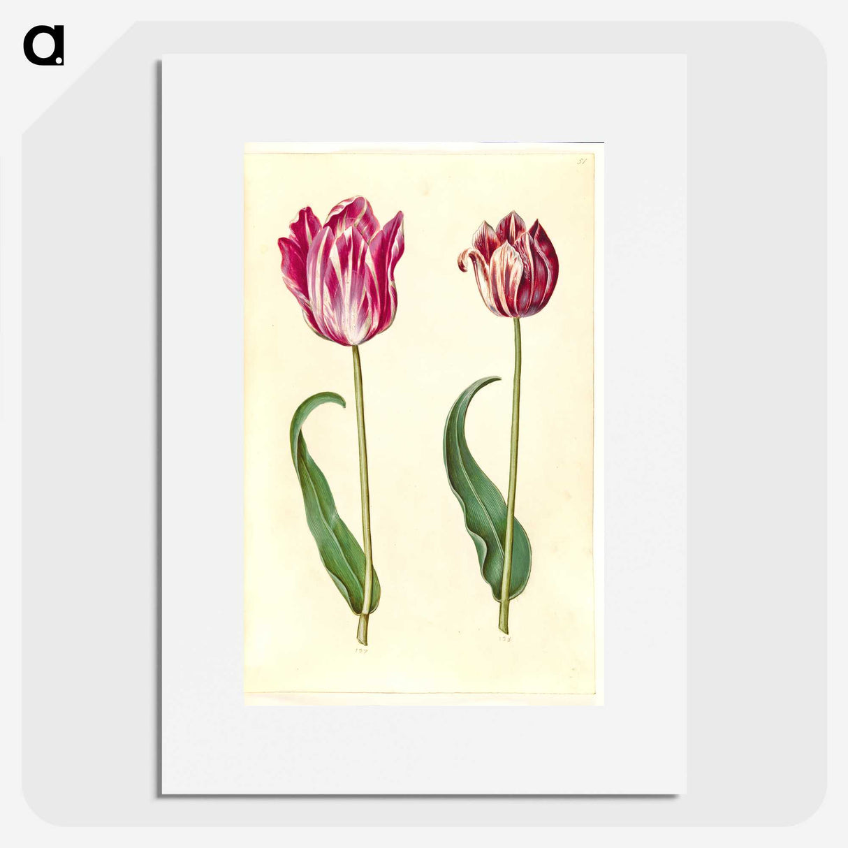 3-3_Maria-Sibylla-Merian_picture