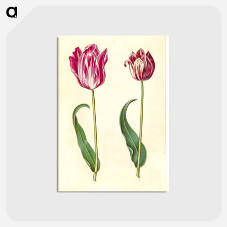 アートポストカード-Tulipa Gesneriana
 - マリア ジビーラ メーリアン Postcard.