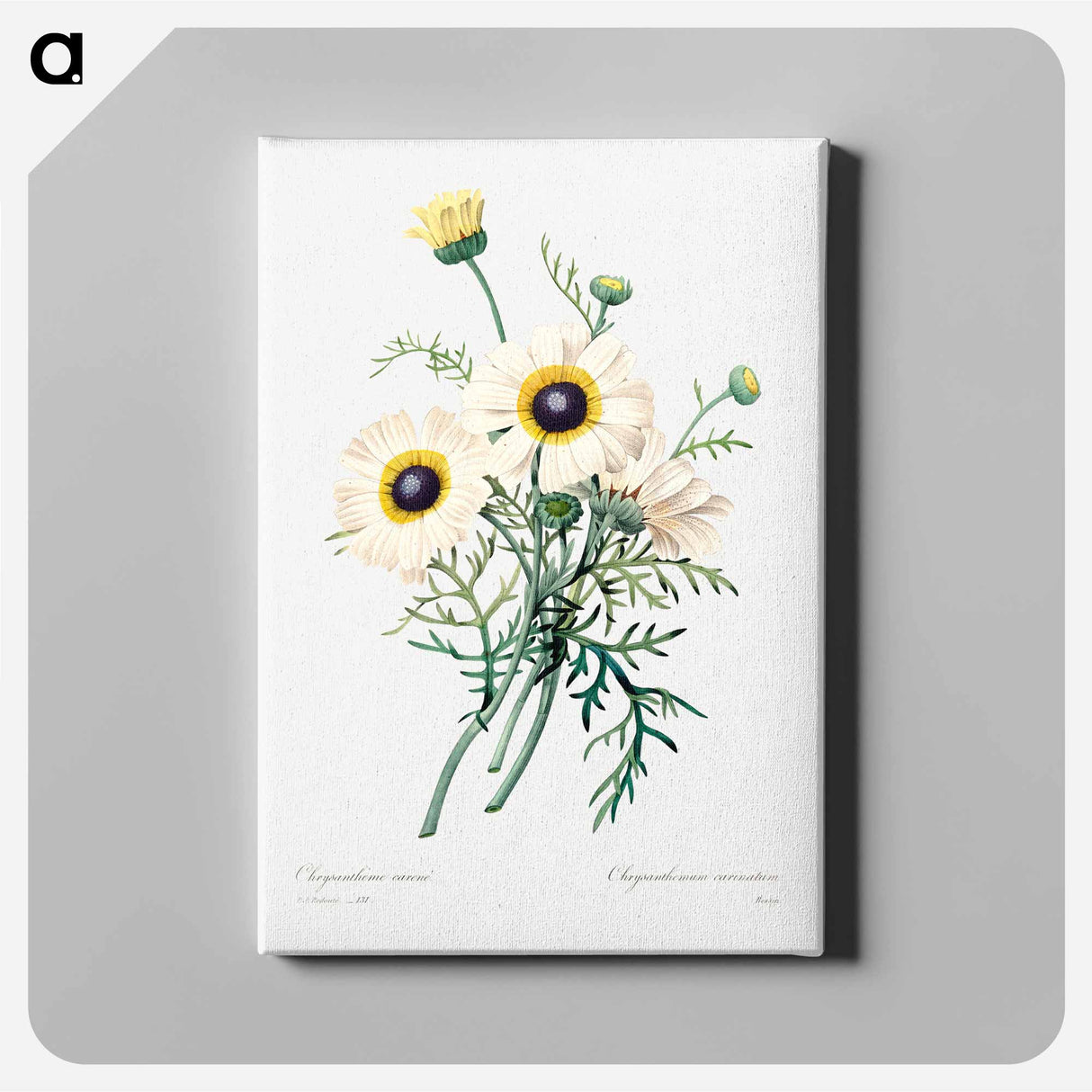 アートパネル-Antique plant - ピエール ジョゼフ ルドゥーテ Canvas.
