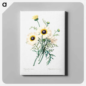 アートパネル-Antique plant - ピエール ジョゼフ ルドゥーテ Canvas.