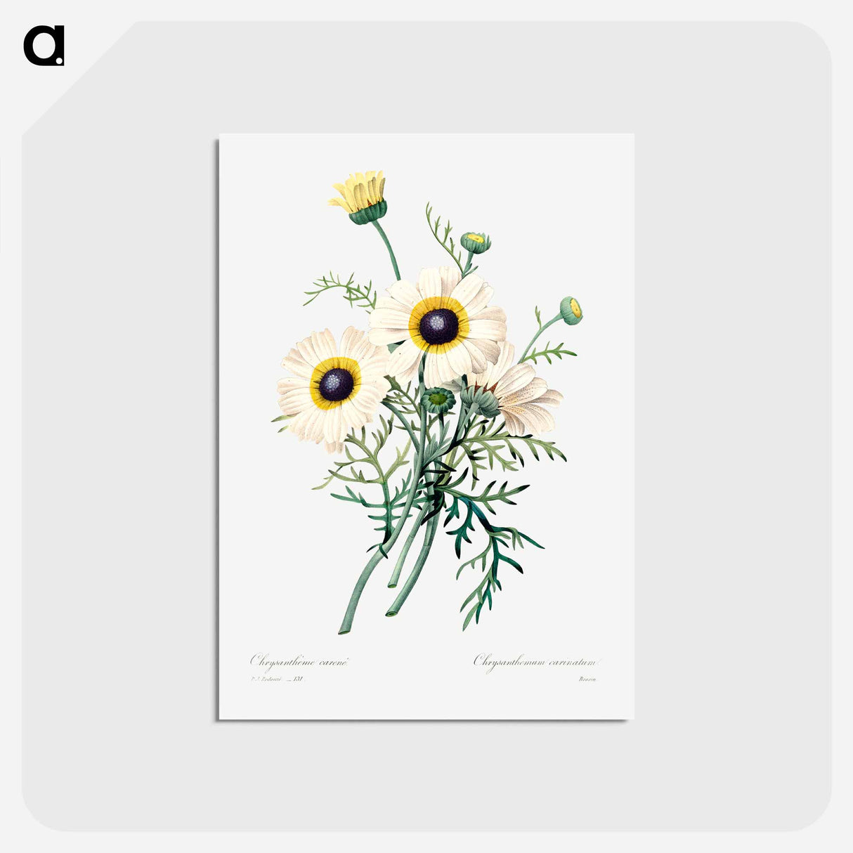 アートポストカード-Antique plant - ピエール ジョゼフ ルドゥーテ Postcard.