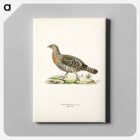 アートパネル-Western Capercaillie
 - スヴェンスカ フォグラル Canvas.