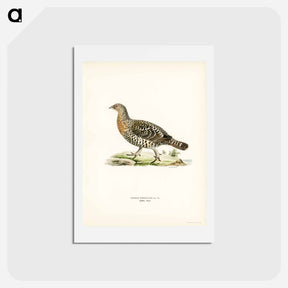 アートポストカード-Western Capercaillie
 - スヴェンスカ フォグラル Postcard.