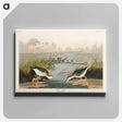 アートパネル-Spotted Sandpiper from Birds of America
 - アメリカの鳥たち Canvas.