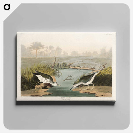 アートパネル-Spotted Sandpiper from Birds of America
 - アメリカの鳥たち Canvas.