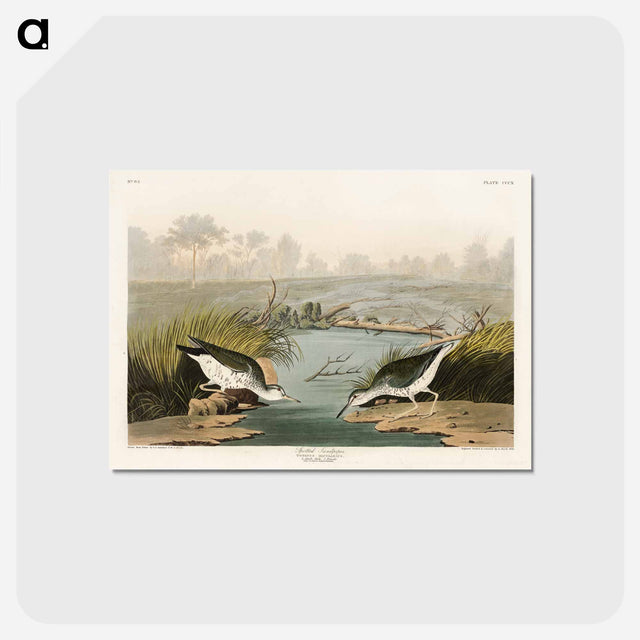 アートポストカード-Spotted Sandpiper from Birds of America
 - アメリカの鳥たち Postcard.
