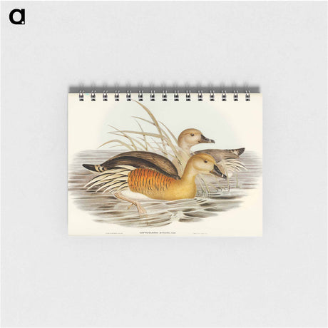 アートメモ帳-Eyton's Duck
 - オーストラリアの鳥 Memo.