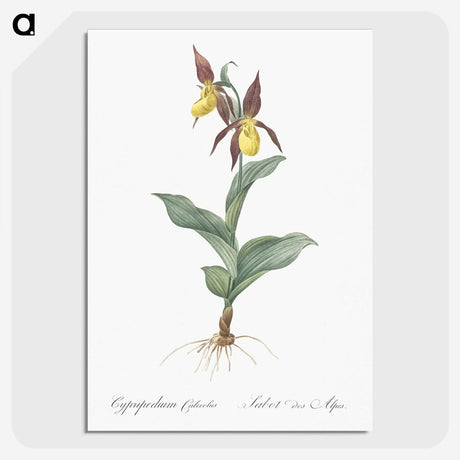 3-3_The-Lilies_picture-crop