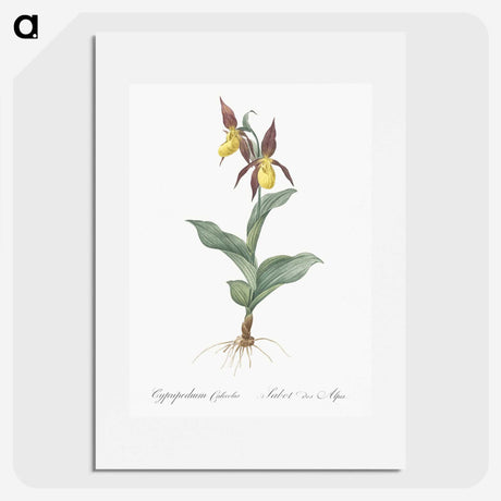 3-3_The-Lilies_picture