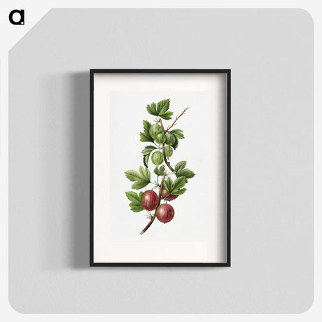 3-3_USDA-Watercolor-Fruit-Painting-Collection_blk