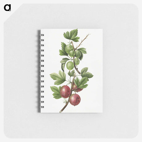 3-3_USDA-Watercolor-Fruit-Painting-Collection_memo