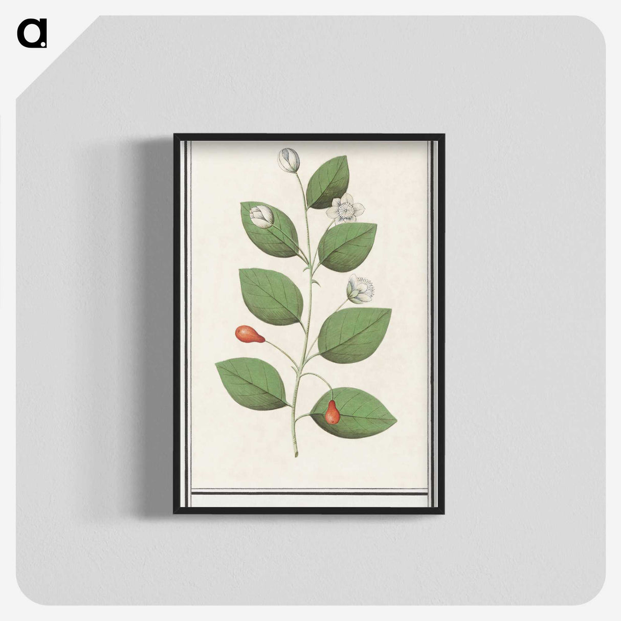 3-40_Anselmus-Boetius-de-Boodt_blk-crop