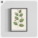 3-40_Anselmus-Boetius-de-Boodt_blk-crop