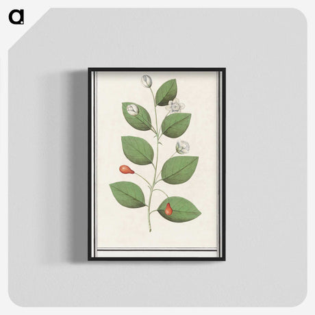 3-40_Anselmus-Boetius-de-Boodt_blk-crop
