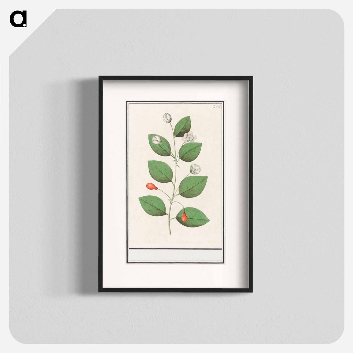 Myrtle family, Myrtaceae - アンセルムス ボエティウス デ ブート Poster.