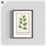 Myrtle family, Myrtaceae - アンセルムス ボエティウス デ ブート Poster.