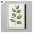 3-40_Anselmus-Boetius-de-Boodt_canvas