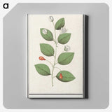 3-40_Anselmus-Boetius-de-Boodt_canvas