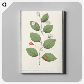 3-40_Anselmus-Boetius-de-Boodt_canvas