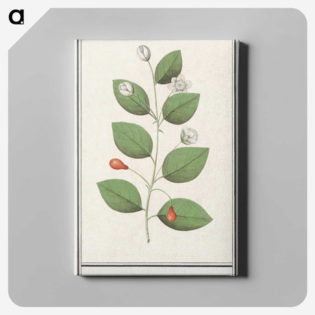 3-40_Anselmus-Boetius-de-Boodt_canvas
