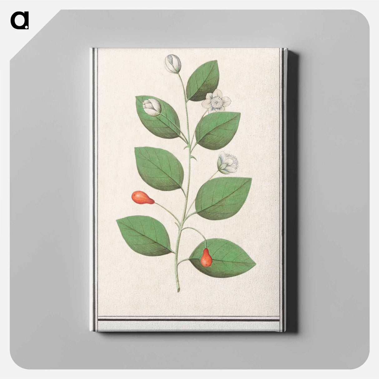 Myrtle family, Myrtaceae - アンセルムス ボエティウス デ ブート Canvas.
