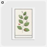 3-40_Anselmus-Boetius-de-Boodt_hagaki
