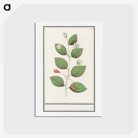 3-40_Anselmus-Boetius-de-Boodt_hagaki