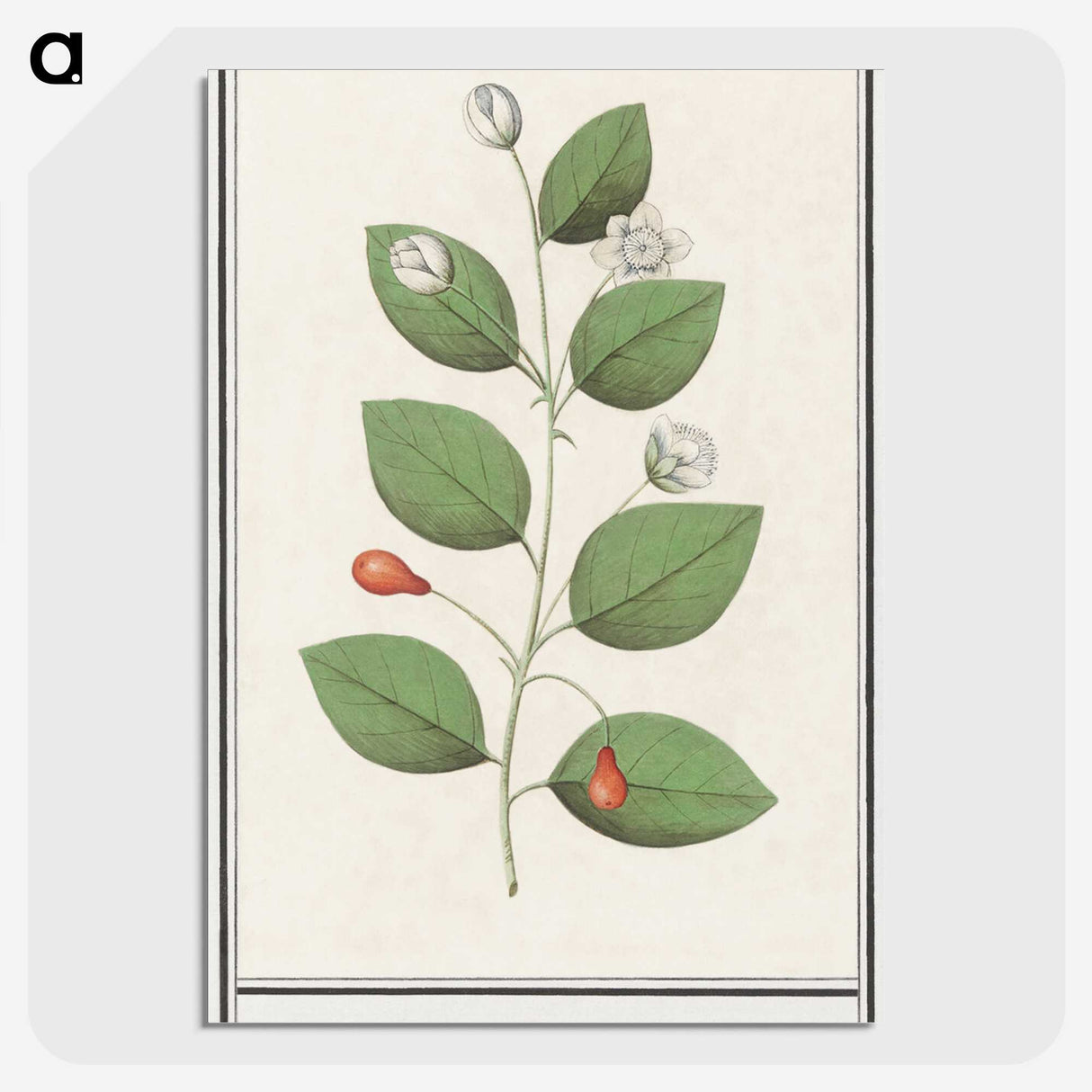 3-40_Anselmus-Boetius-de-Boodt_picture-crop