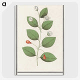 3-40_Anselmus-Boetius-de-Boodt_picture-crop
