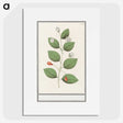 3-40_Anselmus-Boetius-de-Boodt_picture