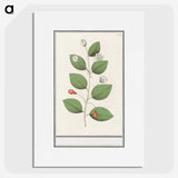 3-40_Anselmus-Boetius-de-Boodt_picture