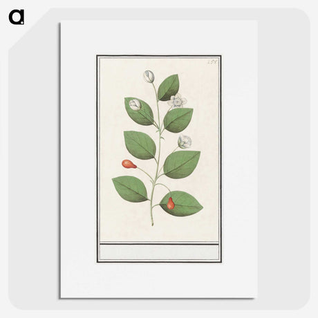 3-40_Anselmus-Boetius-de-Boodt_picture