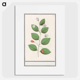 Myrtle family, Myrtaceae - アンセルムス ボエティウス デ ブート Poster.