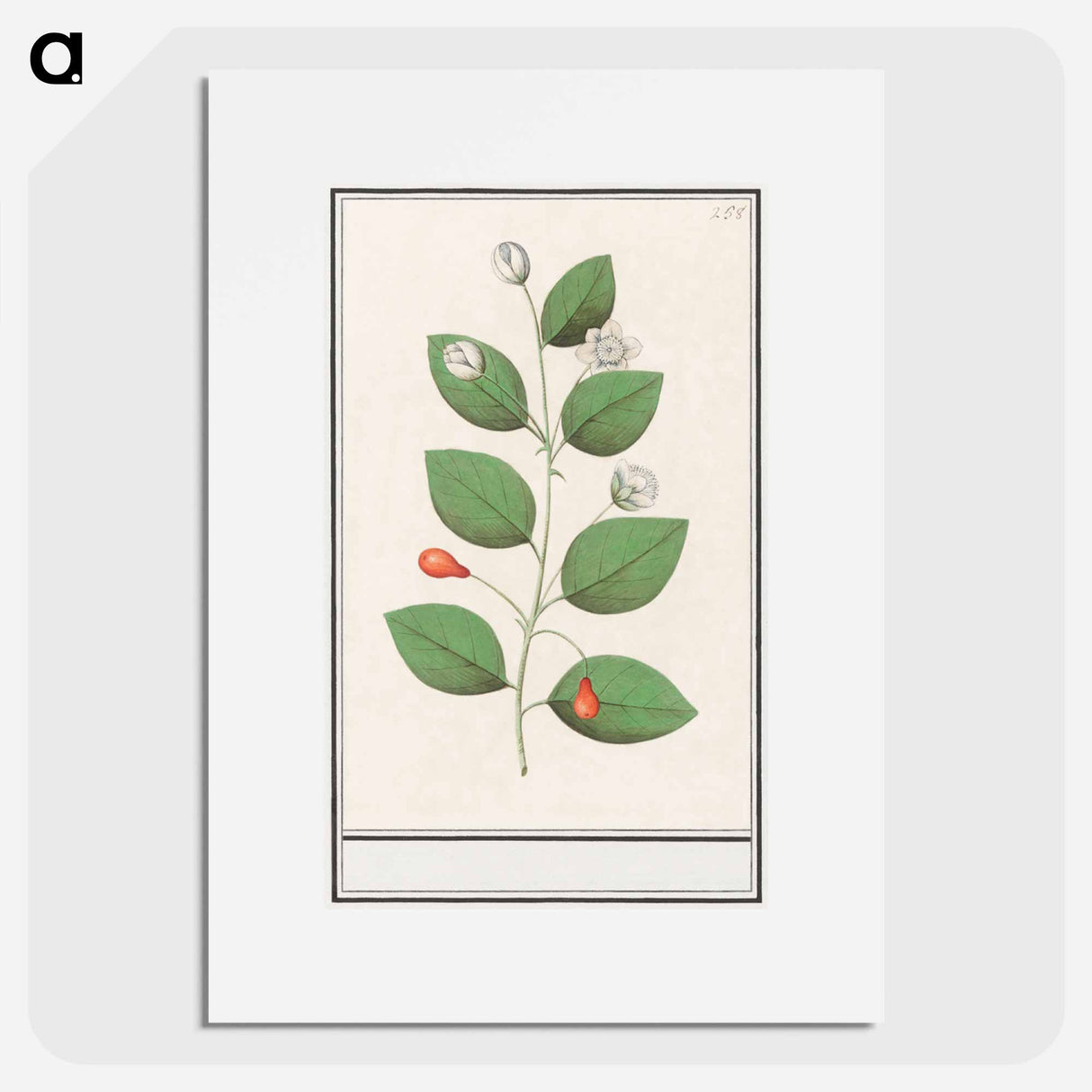 Myrtle family, Myrtaceae - アンセルムス ボエティウス デ ブート Poster.