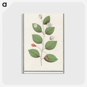 3-40_Anselmus-Boetius-de-Boodt_postcard