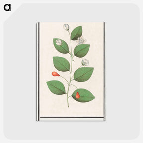 アートポストカード-Myrtle family, Myrtaceae - アンセルムス ボエティウス デ ブート Postcard.