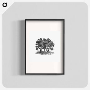 アートポスター-Victorian Tree Engraving
 - 大英図書館 Poster.