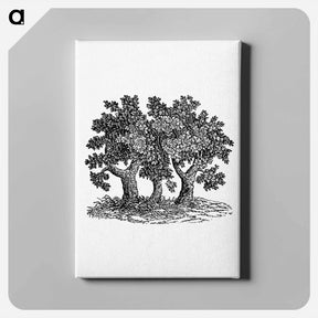 アートパネル-Victorian Tree Engraving
 - 大英図書館 Canvas.