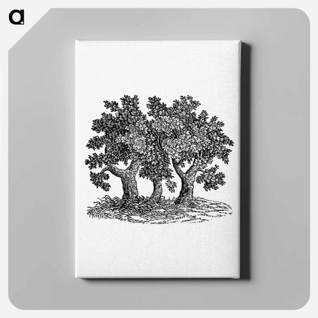 アートパネル-Victorian Tree Engraving
 - 大英図書館 Canvas.