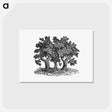 アートポストカード-Victorian Tree Engraving
 - 大英図書館 Postcard.