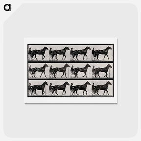 アートポストカード-Chariot and Horse
 - エドワード マイブリッジ Postcard.