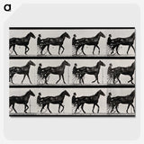 3-40_Eadweard-Muybridge_picture-crop
