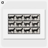 3-40_Eadweard-Muybridge_picture