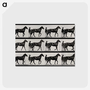 3-40_Eadweard-Muybridge_postcard