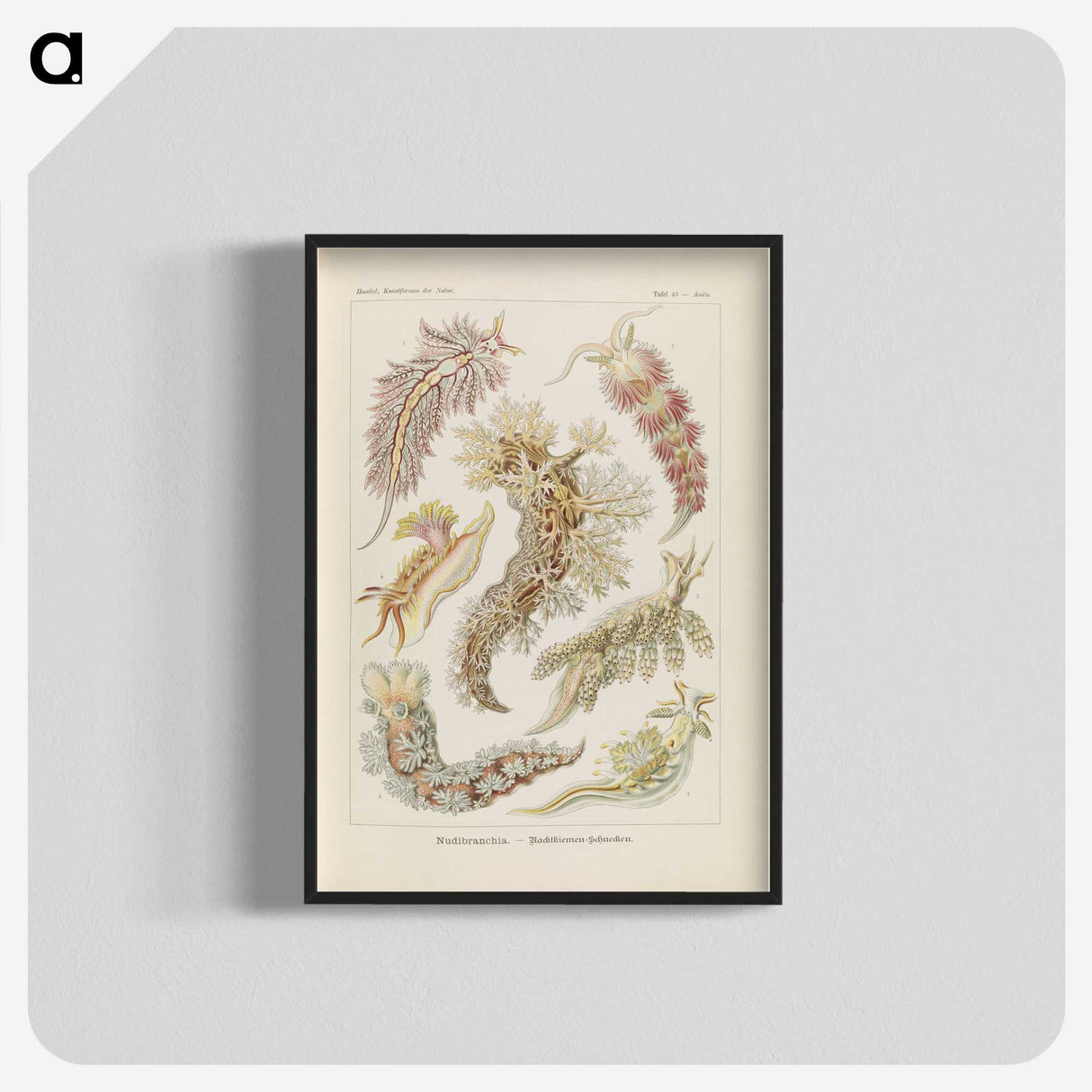3-40_Ernst-Haeckel_blk-crop